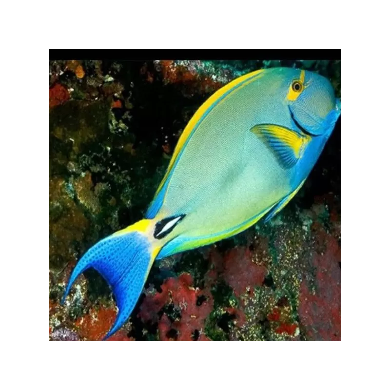 acanthurus xanthopterus M