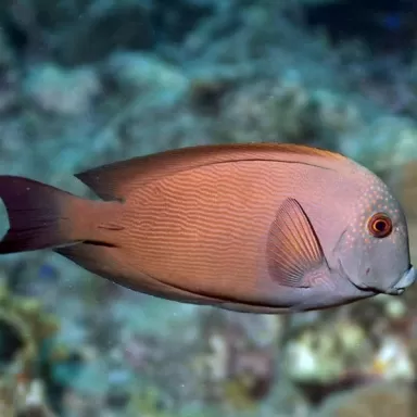 ctenochaetus striatus M