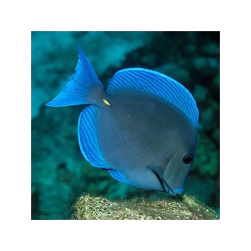 acanthurus coeruleus 