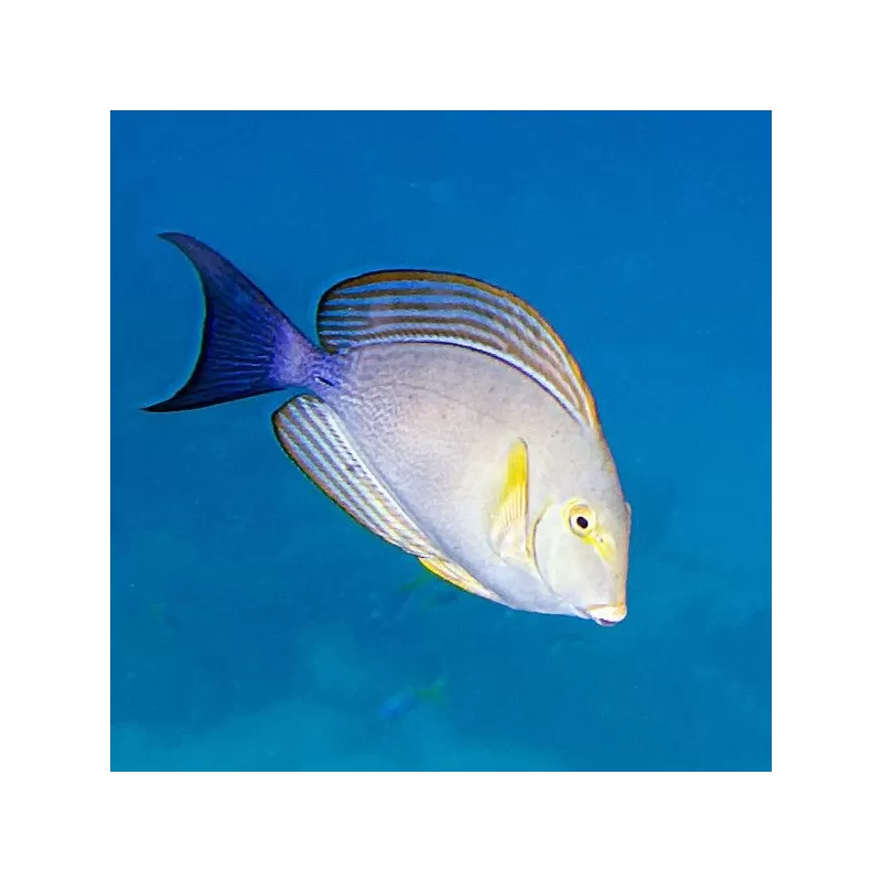 acanthurus xanthopterus L