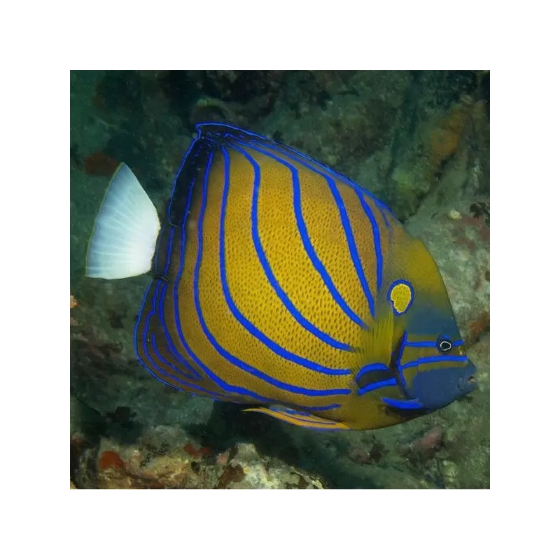 pomacanthus annularis Juv M