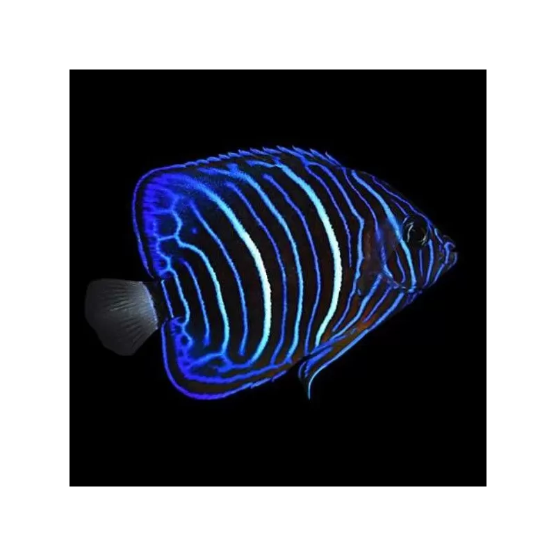 pomacanthus annularis XL