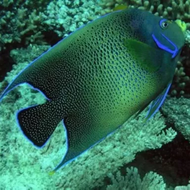 pomacanthus semicirculatus M