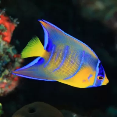 Holacanthus Ciliaris S