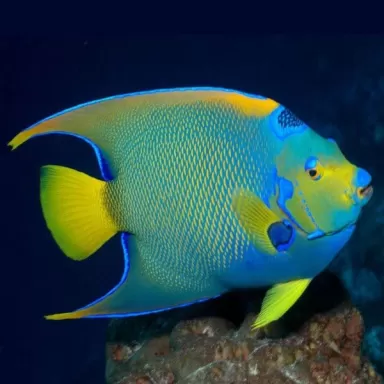 Holacanthus Ciliaris L