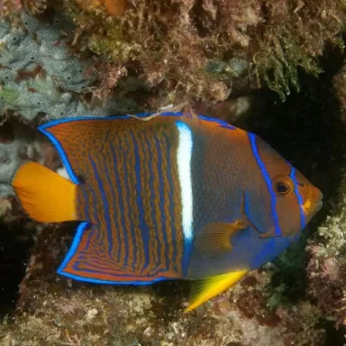 holacanthus passer M