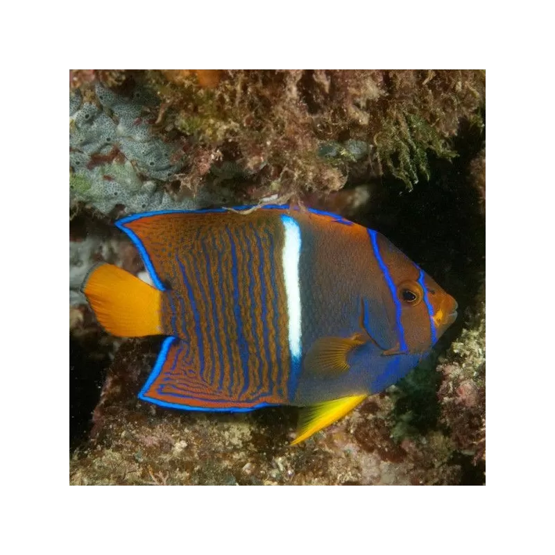 holacanthus passer M