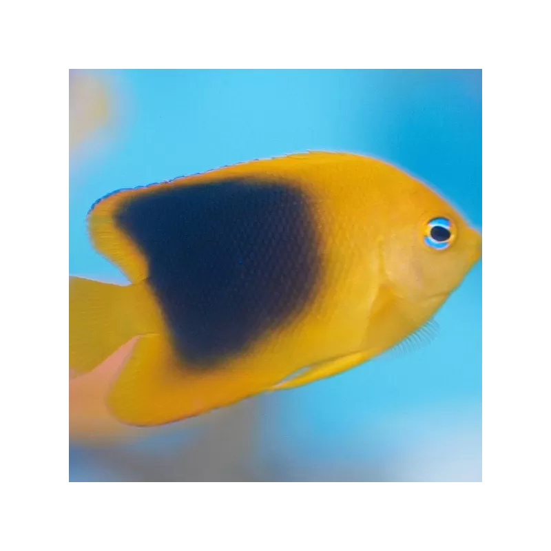 holacanthus tricolor M