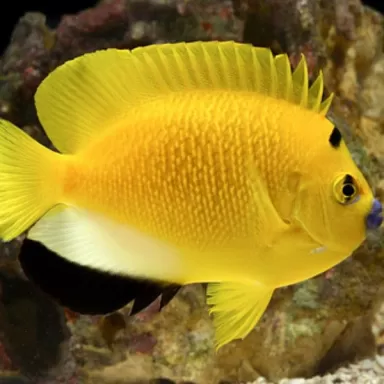 Apolemichthys Trimaculatus M