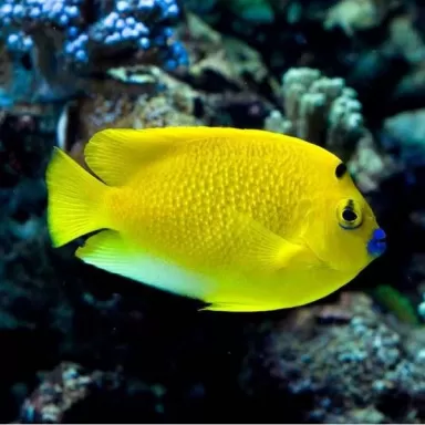 Apolemichthys Trimaculatus M