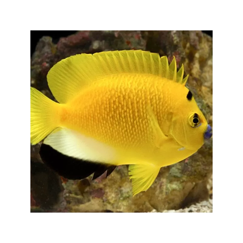 apolemichthys trimaculatus L