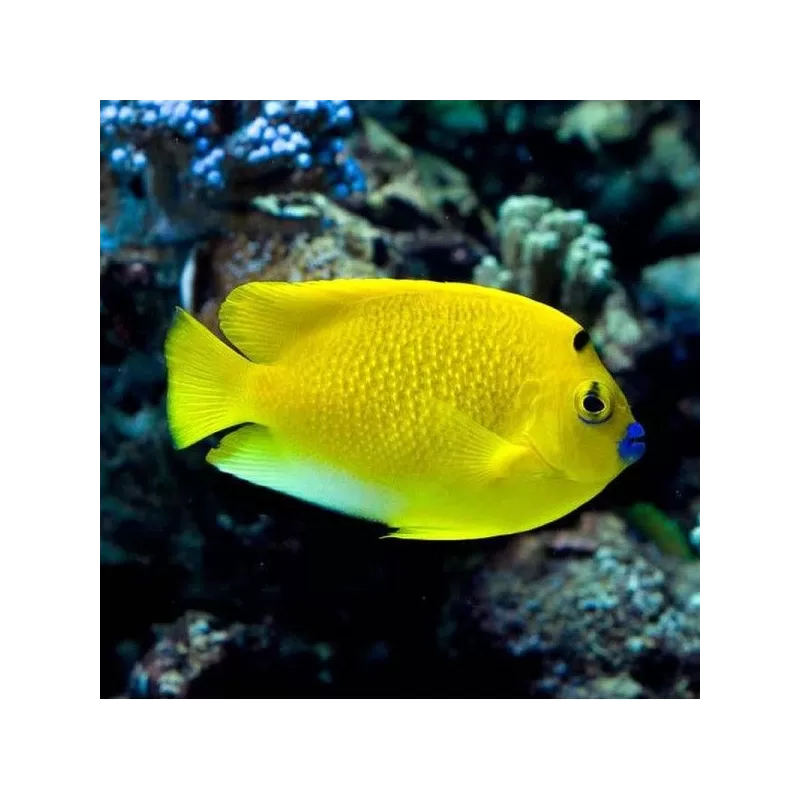Apolemichthys Trimaculatus S