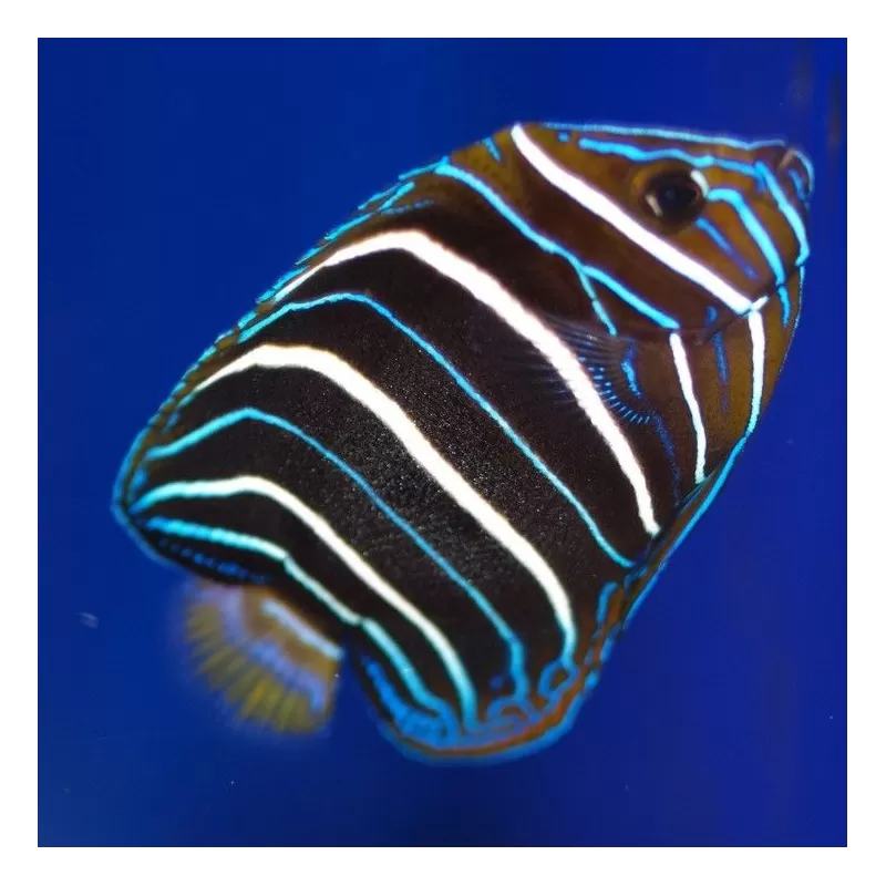 pomacanthus chrysurus L