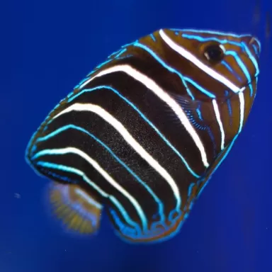 Pomacanthus Chrysurus M