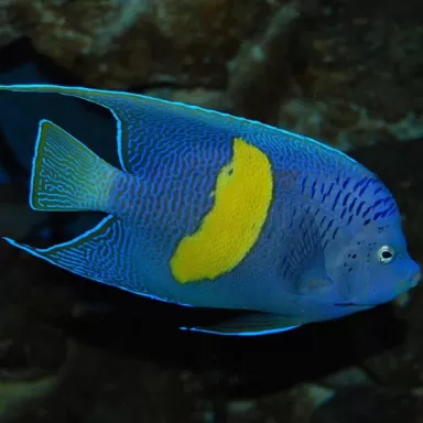 pomacanthus maculosus XL