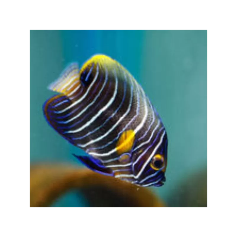 Pomacanthus Xanthometopon L