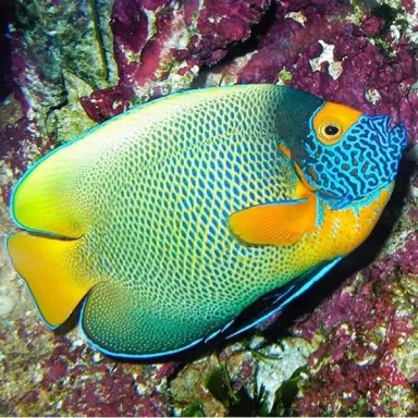 pomacanthus xanthometopon XL