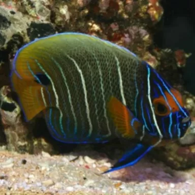 Pomacanthus Xanthometopon M