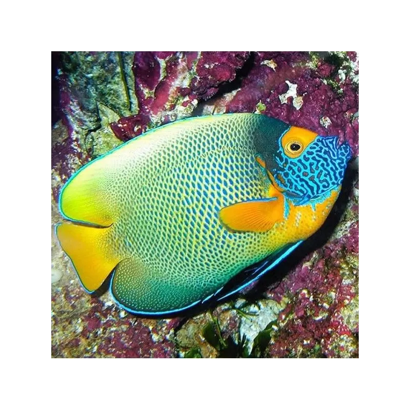 Pomacanthus Xanthometopon Juv S