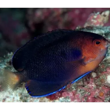 centropyge flavicauda