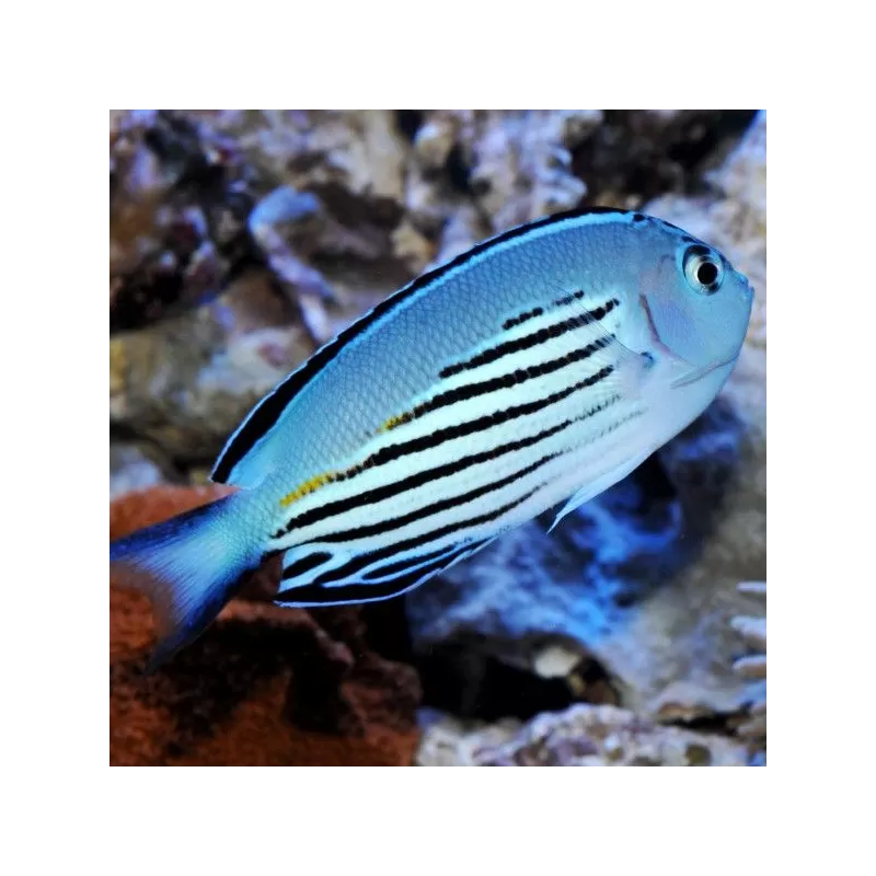 Genicanthus Watanabei female