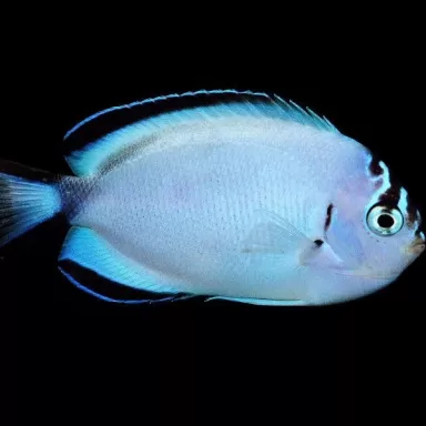 Genicanthus Watanabei female