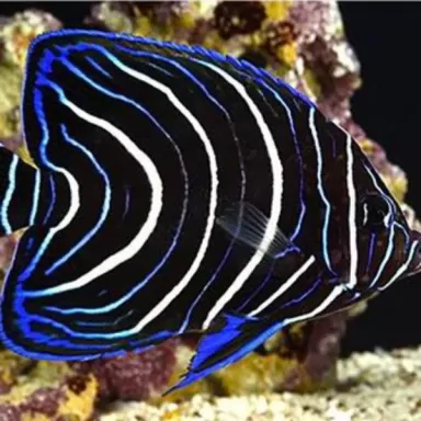 Pomacanthus semicirculatus S