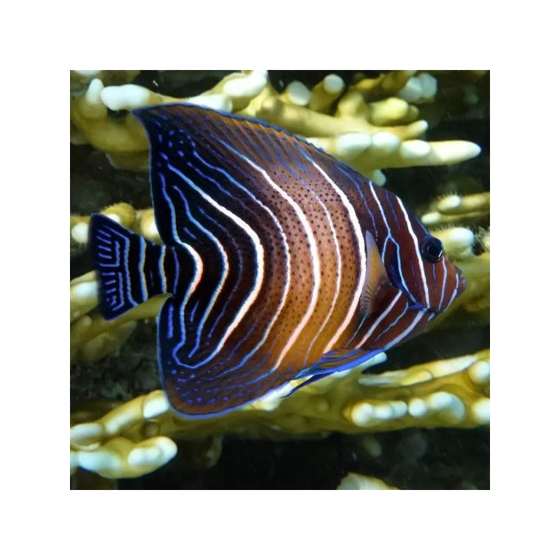 Pomacanthus semicirculatus S