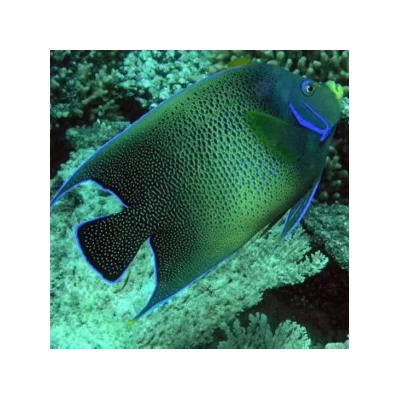 Pomacanthus semicirculatus S