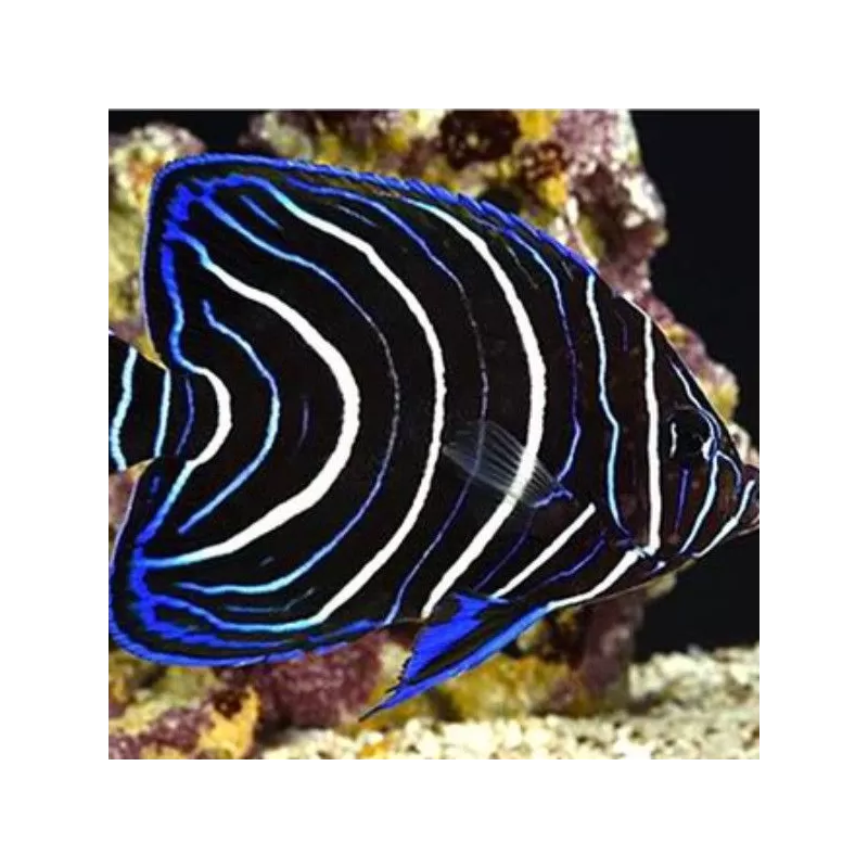 pomacanthus semicirculatus XL