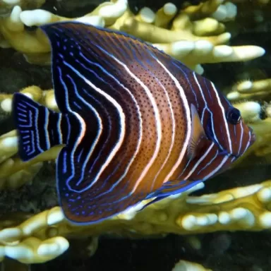 pomacanthus semicirculatus XL