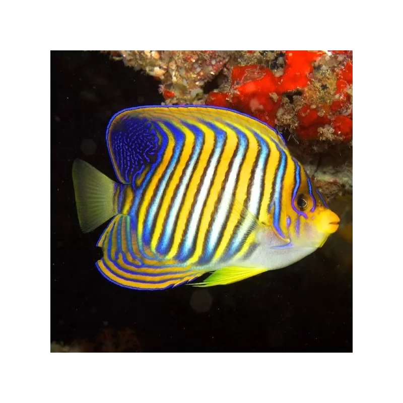 Pygoplites Diacanthus M