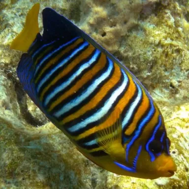 Pygoplites Diacanthus M