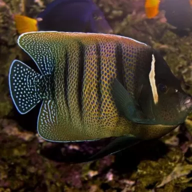 pomacanthus sexstriatus M