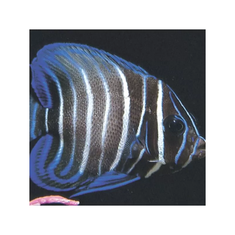 pomacanthus sexstriatus M