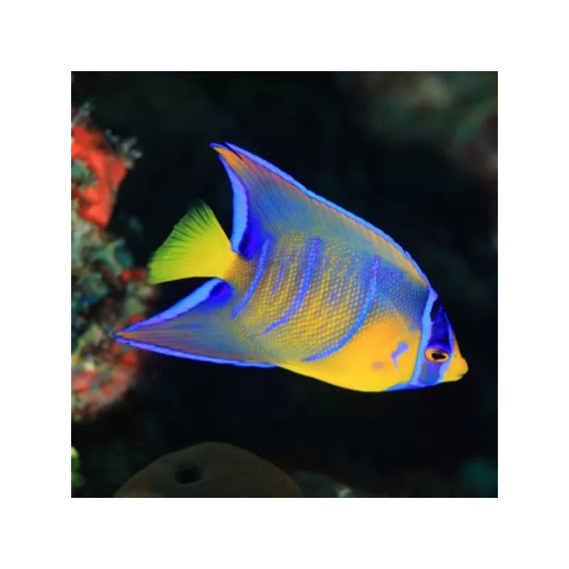 Holacanthus Ciliaris XL