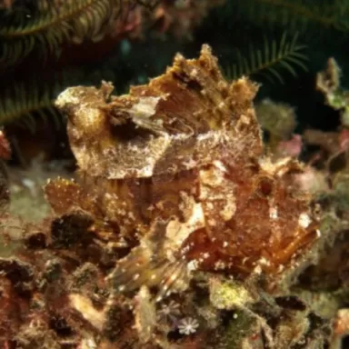 Taenianotus Triacanthus Brown | Coralandfishstore.nl