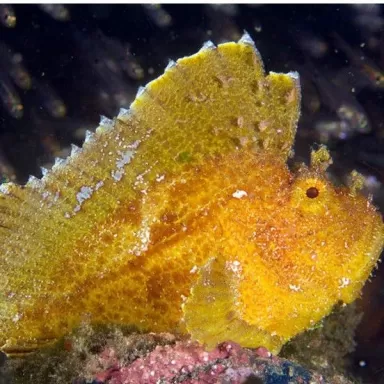 taenianotus triacanthus