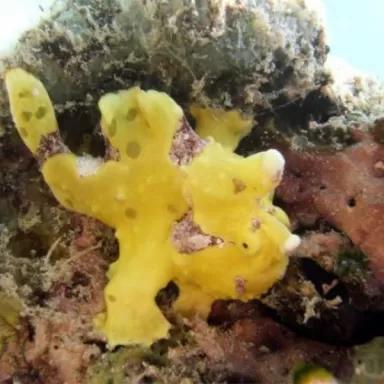 antennarius maculatus M