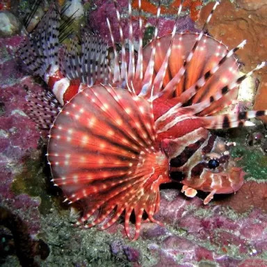 Dendrochirus Zebra M