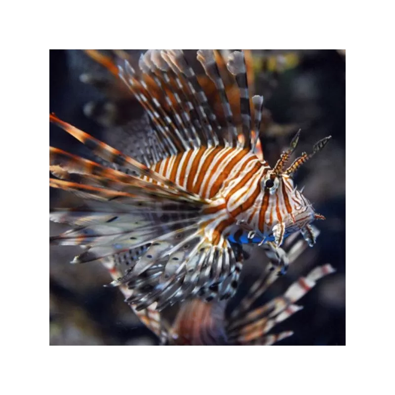 pterois miles M
