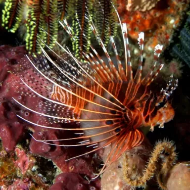 Pterois Antennata M