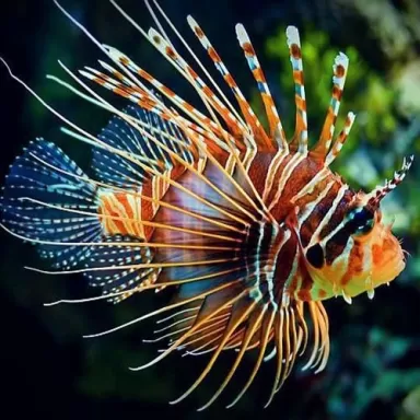Pterois Antennata M