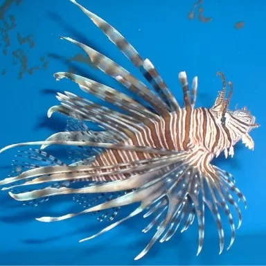 Pterois Volitans – Der große Rotfeuerfisch | Coralandfishstore.nl