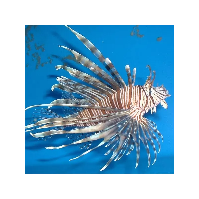 Pterois Volitans S