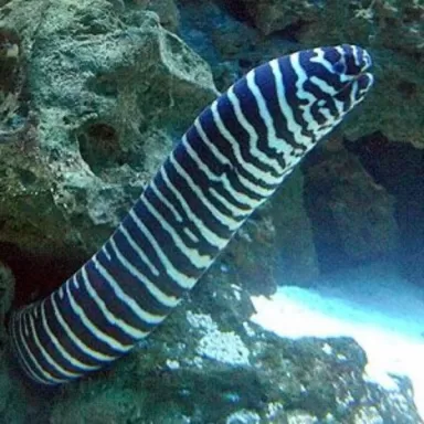 Gymnomuraena  Zebra L