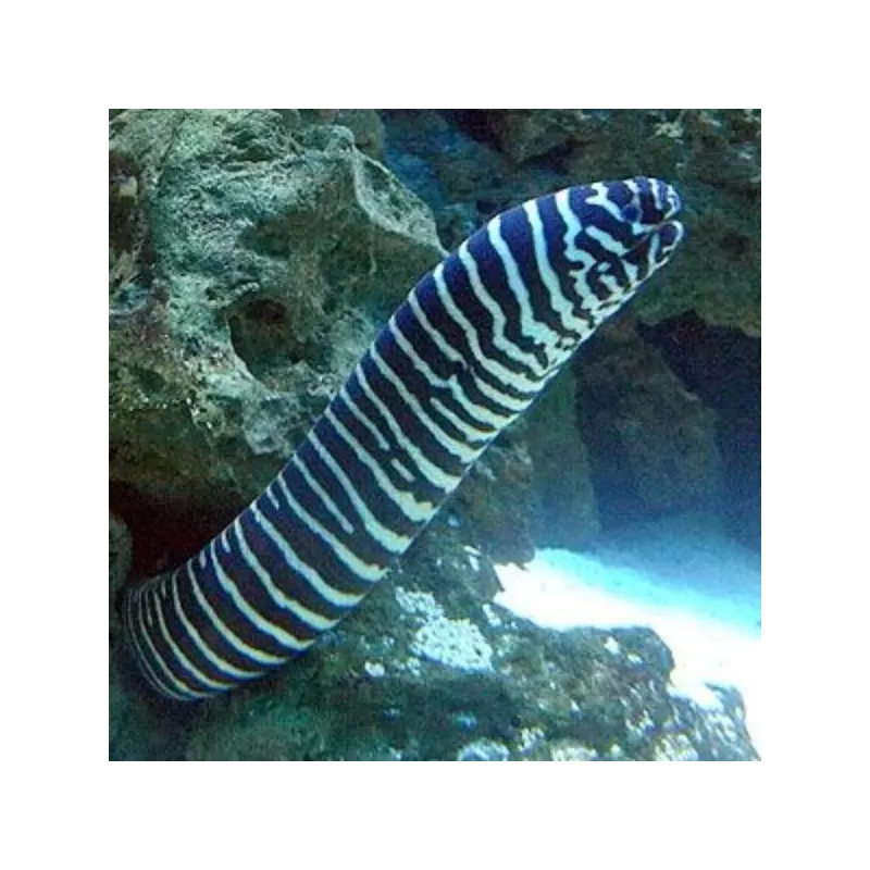 Gymnomuraena  Zebra L
