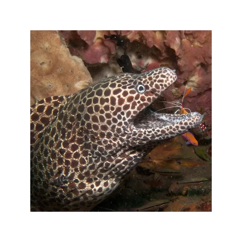 gymnothorax favagineus S