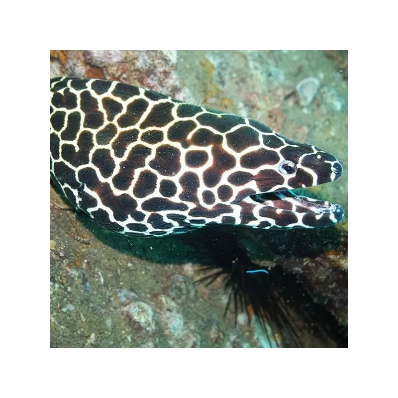 gymnothorax favagineus S