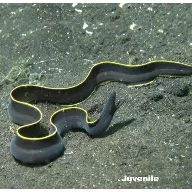 Rhinomuraena Quaesita Male